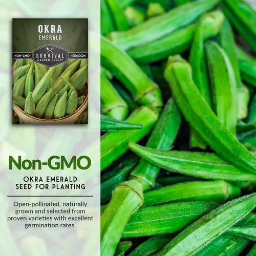 Miniatura 3 de Survival Garden Seeds - Semilla de okra esmeralda para plantar - Paquete con instrucciones para plantar y cultivar Okra tierna y grande en tu huerto