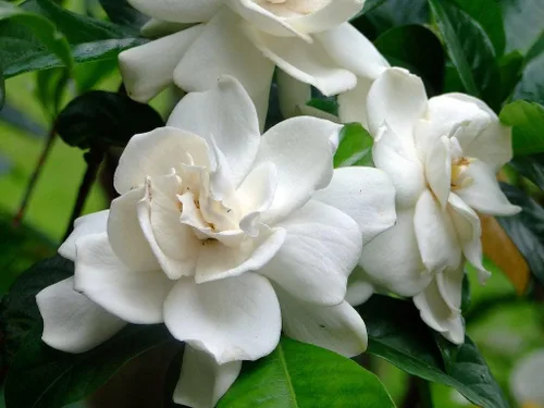 Miniatura 2 de Belmont Gardenia Jasminoides 30 plantas vivas, flores fragantes, follaje de hoja perenne, uso en interiores y exteriores, bajo mantenimiento
