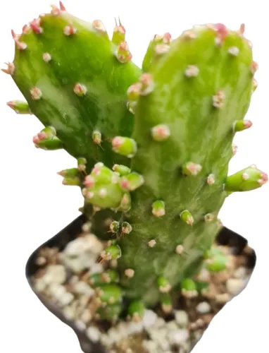 Miniatura 2 de Plantas de cactus vivas de USKC (Maceta de 5 cm Gymnocalycium damsii VAR. tucavocense)