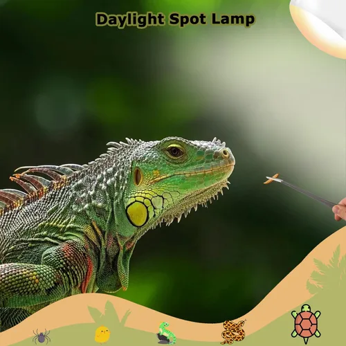 Miniatura 4 de Bombillas de lámpara de calor de reptiles de 60 W, luz de punto de calentamiento UVA de 2.5 pulgadas para dragón barbudo, lagarto, tortuga, pollitos
