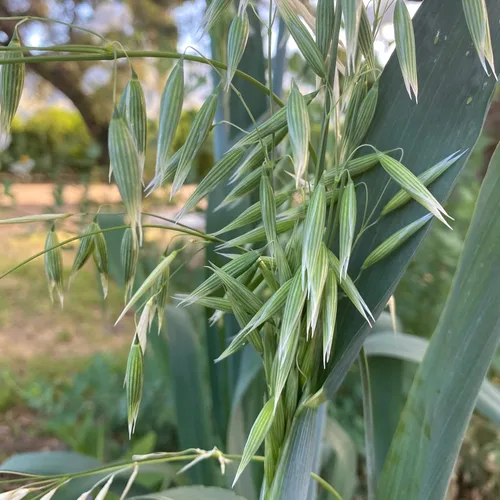 Miniatura 2 de All Good Things - Semillas de avena orgánicas comunes para plantar: cultivo de cobertura, granos integrales de cáscara, paquete de 275 semillas