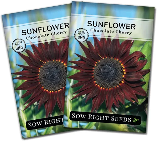 Miniatura 8 de Sow Right Seeds - Semillas de girasol de cereza y chocolate para plantar - Paquete de reliquia sin OMG con instrucciones para cultivar - Hermosa