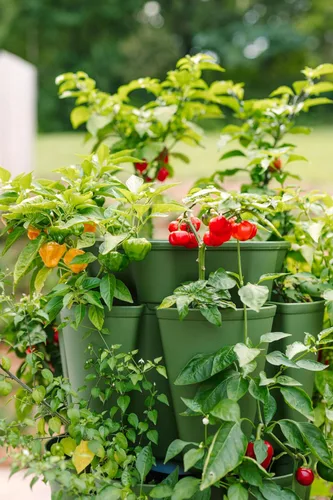 Miniatura 6 de Greenstalk Maceta de jardín vertical grande patentada de 5 niveles con sistema de riego interno patentado, ideal para cultivar una variedad