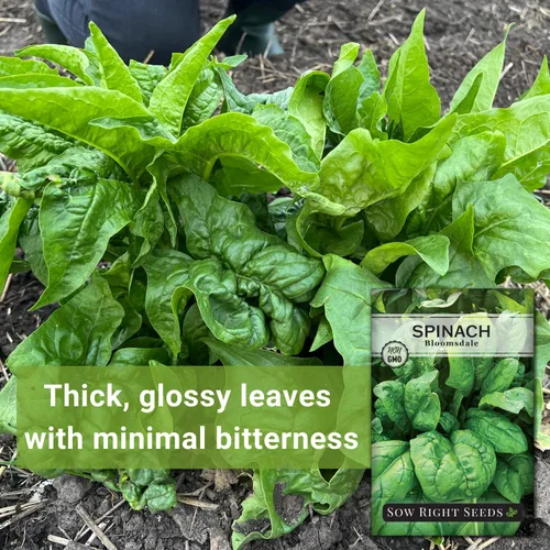 Miniatura 3 de Sow Right Seeds - Semillas de espinaca Bloomsdale para plantar - Paquete de reliquia sin OMG con instrucciones para plantar y cultivar un huerto