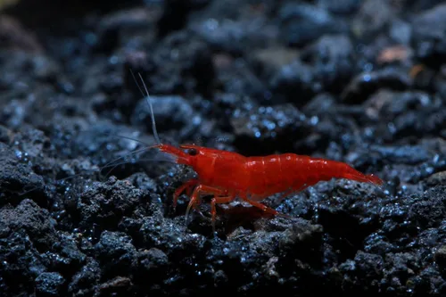 Miniatura 5 de Camarones vivos de acuario de agua dulce - Neocaridina (Bloody Mary, 5 unidades)