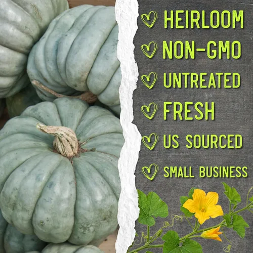 Miniatura 6 de Seed Needs Semillas de calabaza para plantar calabazas Jarrahdale azules, reliquia sin OMG y semilla de Cucurbita Maxima sin tratar para plantar un