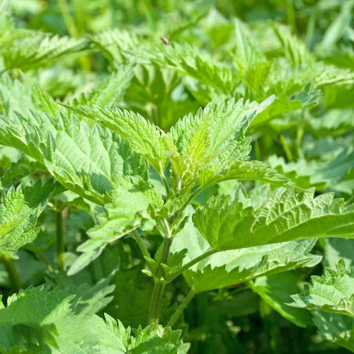 Semillas Shiso, paquete de más de 1500 semillas de perilla para plantar