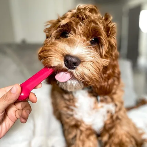 Miniatura 6 de Nylabone Original Bone Power - Paquete de valor de juguetes masticables para perros, juguetes duraderos para perros masticadores agresivos, sabor