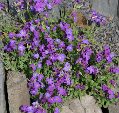 Miniatura 7 de Outsidepride Whitewell Gem Violet Aubrieta - 5000 semillas de flores perennes, fáciles de cultivar, bajo mantenimiento, cascada y bajo crecimiento