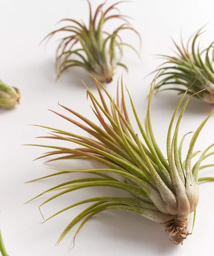 Miniatura 4 de Gran colección de plantas de aire Ionantha Tillandsia de cinco plantas tropicales para el hogar, decoración de interiores y plantas de aire