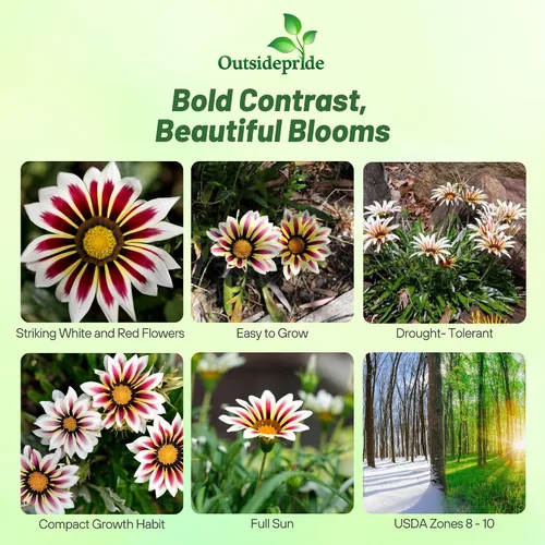 Miniatura 2 de Outsidepride Kiss White Frosty Flame Gazania Semillas para plantar, 25 piezas de semillas perennes, de bajo mantenimiento, tolerantes a la sequía
