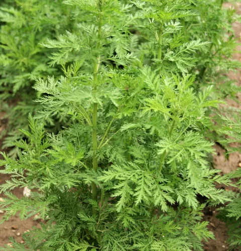 Miniatura 2 de Ajenjo Dulce Artemisia Annua Dulce Annie Artemisa Hierba Sagewort rasa1ca (1000 Semillas)