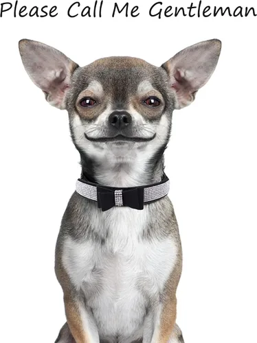 Miniatura 6 de Collar de perro con diamantes de imitación para perros pequeños, medianos y grandes, collares ajustables de cuero gamuza con brillantes para perros