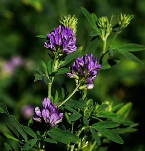 Miniatura 6 de 100 semillas de alfalfa morada, cultivo de cobertura regenerativa, semillas certificadas sin OMG de alta germinación, semillas convencionales