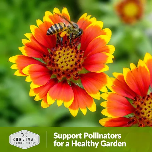 Miniatura 5 de Survival Garden Seeds - Semillas de flores para plantar - Paquete con instrucciones para plantar y cultivar Gaillardia Pulchella en el huerto de tu