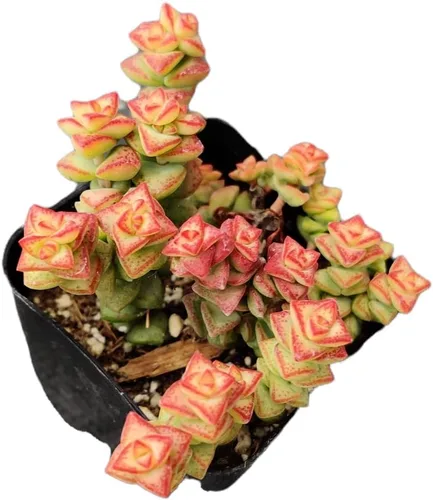 Miniatura 16 de Plantas suculentas de cactus vivos de USKC (maceta de 2 pulgadas Echeveria Blue Bird)
