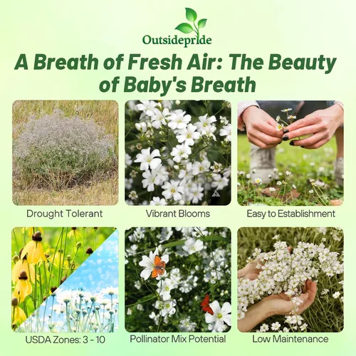 Miniatura 2 de Outsidepride Gypsophila White Baby - Semillas de aliento de bebé – 1/4 lb. Semillas de flores silvestres resistentes anuales, fáciles de cultivar
