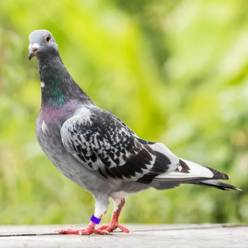 Miniatura 7 de Balacoo 100 bandas coloridas para patas de paloma, anillos de identificación de plástico para pájaros, anillo de pie de pájaro con broche abierto