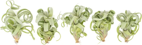 Air Plant Shop Paquete de 5 plantas de aire Tillandsia Curly Slim (T. Intermedia x T. Streptophylla) - Suculentas - Tillandsia viva - Plantas de