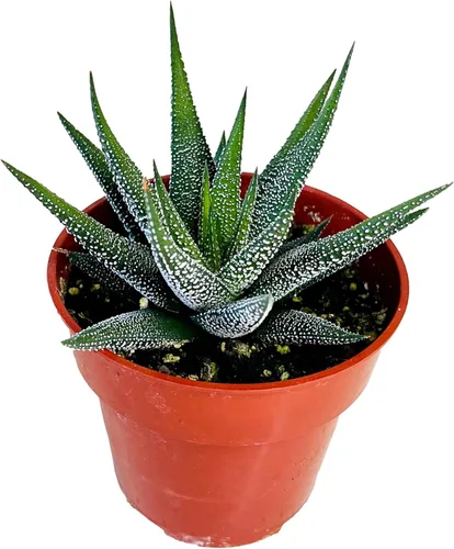 Miniatura 16 de Cadena de perlas (Senecio Rowleyanus) - Plantas vivas rastreras totalmente enraizadas y en floración - Rara planta de interior para decoración
