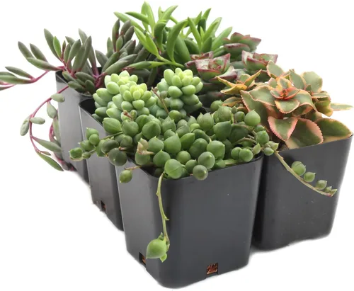 Miniatura 3 de Mountain Crest Gardens Paquete de Suculentas Colgantes y de Hilo - 6 Plantas Vivas en Macetas de 2 Pulgadas - Suculentas Reales para Macetas