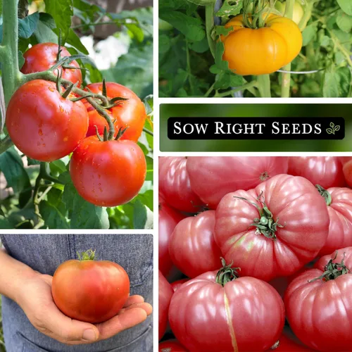 Miniatura 4 de Sow Right Seeds - Colección de semillas de tomate Brandywine para plantar - Incluye variedades rojas, amarillas, negras y rosadas - Tomates