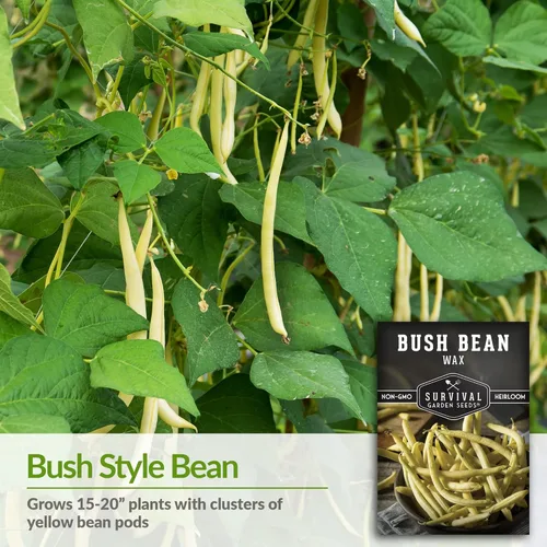 Miniatura 3 de Survival Garden Seeds - Semilla de frijol Golden Wax Bush para plantar - 5 paquetes con instrucciones para plantar y cultivar frijoles amarillos