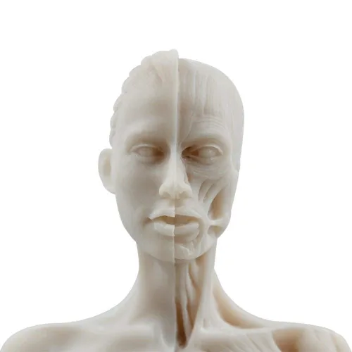 Miniatura 4 de BONEW Modelo del cuerpo de la cabeza del cráneo de la anatomía anatómica humana de la resina de los 30CM del hueso del músculo del modelo masculino