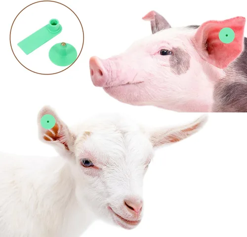 Miniatura 8 de DOITOOL Etiquetas de oído de ovejas en blanco verdes 2 x 0.66 x 0.43 pulgadas Etiquetas de identificación de ganado para cabras, ovejas, ganado