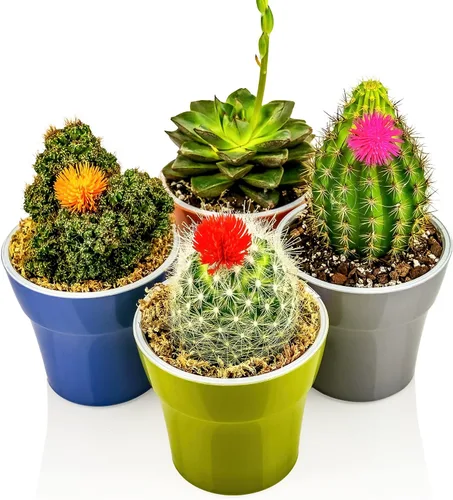 Miniatura 5 de Gardenera Mezcla de tierra para macetas Albuca Spiralis de alta calidad, equilibrio perfecto de nutrientes, drenaje y aireación para flores