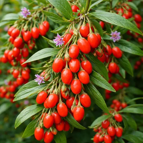 Goji Berry Plantas vivas para cultivar – Arbusto de bayas de Goji resistente para plantar – Arbusto de superfrutas comestible – Planta frutal de