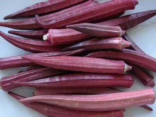 Miniatura 4 de Okra RED Borgoña Great Heirloom Vegetable By Seed Kingdom Bulk 2,000 Semillas