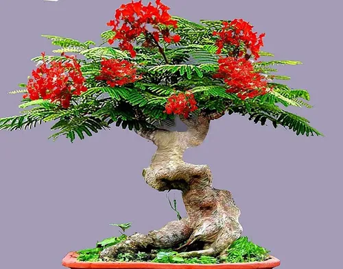 Bonsai Flamboyant Flame Tree Seeds to Grow | 20 Seeds | Delonix regia, Preciadas semillas de árboles bonsái tropicales en flor
