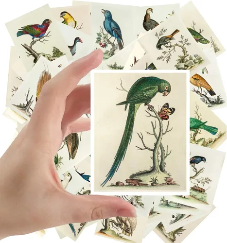 Miniatura 20 de Calcomanías grandes, 24 piezas (2.5 x 3.5 pulgadas cada una) pájaros, mariposas y flores, libro botánico antiguo, ilustración, postales vintage, Ocho