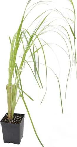 Greenwood Nursery: Hierbas ornamentales vivas – hierba blanca de las pampas + Cortaderia Selloana – [Cantidad: 5 macetas de pinta] – (Haga clic para
