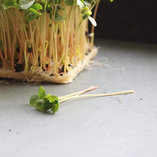 Miniatura 4 de Semillas de germinación de trigo sarraceno orgánico a granel, 4 libras, sin cáscara, orgánicas, jardinería, cultivo de verduras para ensalada