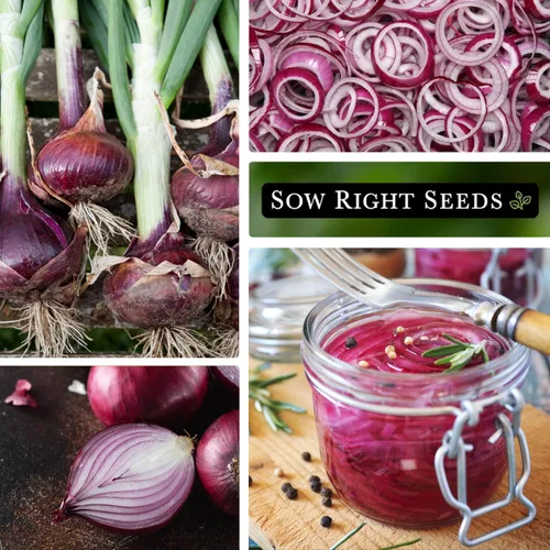 Miniatura 4 de Sow Right Seeds - Semillas de cebolla criolla roja para plantar - Paquete de reliquia sin OMG con instrucciones para plantar un huerto casero