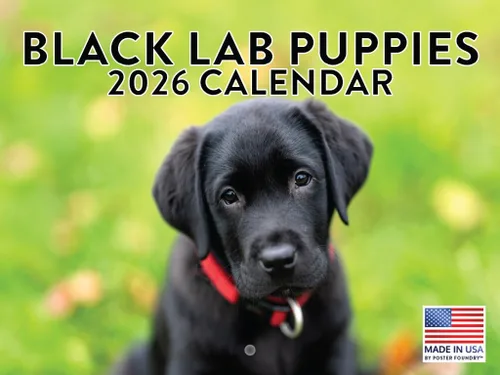 Miniatura 178 de Calendario de pared mensual 2025 Great Dane de 12 meses, fabricado en Estados Unidos