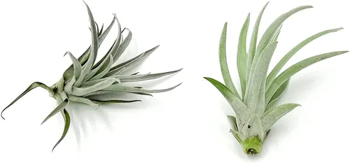 ragnaroc Air Plants - Paquete variado de Tillandsia, grande de 3 a 5 pulgadas, 2 unidades, llegada viva garantizada, plantas de interior para