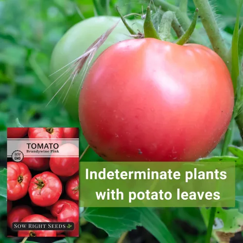 Miniatura 5 de Sow Right Seeds - Semillas de tomate rosa Brandywine para plantar - Tomates de filete de res sin OMG - Frutas grandes y jugosas para jardín