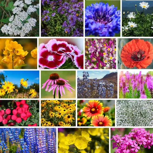 Miniatura 13 de Todas las semillas de flores silvestres anuales mezcladas para plantar - 1 lb ~16,000+ semillas - 21 variedades incluyendo amapola de California