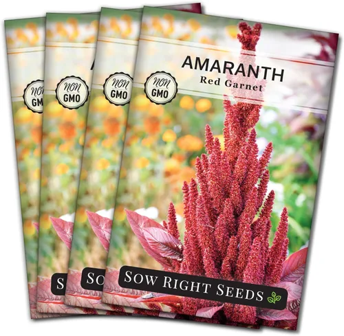 Miniatura 9 de Sow Right Seeds - Semillas de amaranto rojo granate para plantar - Paquete de reliquia sin OMG con instrucciones para plantar y cultivar un huerto