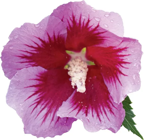 Miniatura 3 de s 2 Gal. Rosa de pilar púrpura de Sharon (Hibisco) Arbusto