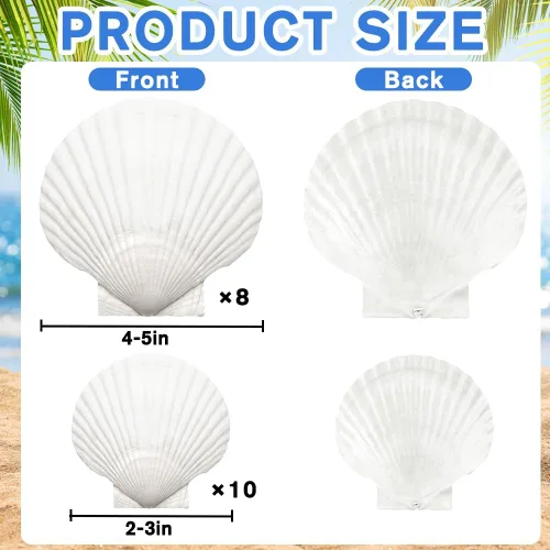 Miniatura 2 de YUJUN 18 conchas de vieira naturales grandes, de 2 a 3 pulgadas, 4 a 5 pulgadas, conchas marinas blancas a granel para manualidades, pintura