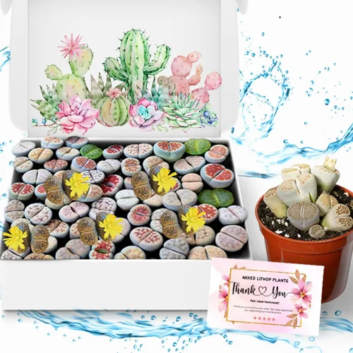 Lithops - Plantas vivas grandes de Lithops, 20 plantas suculentas mixtas de Lithop, piedras vivas, plantas suculentas, flores de cactus