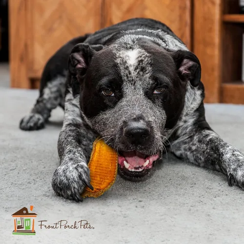 Miniatura 8 de Sams Yams Golosinas de batata para perros, golosinas saludables para perros grandes – Golosinas para perros dulces hechas en Estados Unidos