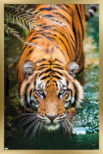 Miniatura 17 de Trends International Tiger - Póster de pared de agua, 14.725 x 22.375 pulgadas, versión enmarcada de madera de granero