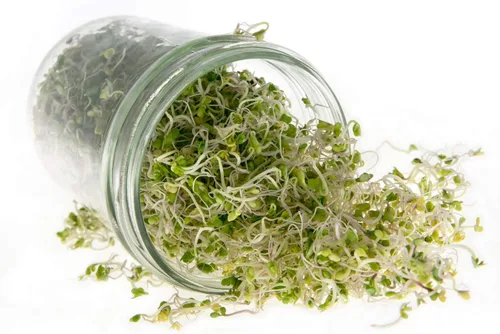 Miniatura 4 de Kale Trio Sprouting & Microgreen Mix Contiene semillas de col rizada azul, Premier y rojas de col rizada rusa Semillas tradicionales sin OMG