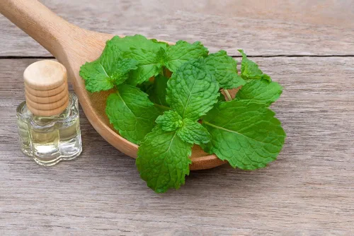 Miniatura 2 de Semillas de menta verde para plantar Más de 150 semillas de hierba de menta verde perenne