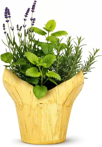 Miniatura 7 de Combo de hierbas aromáticas y saludables vivas en cubierta decorativa - Purificador de aire, combo incluye verbena de limón, lavanda y eucalipto, 12